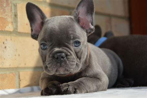 Dad is choc and tan carrying cream and blue. Blue French bulldog puppies. | Peterborough ...