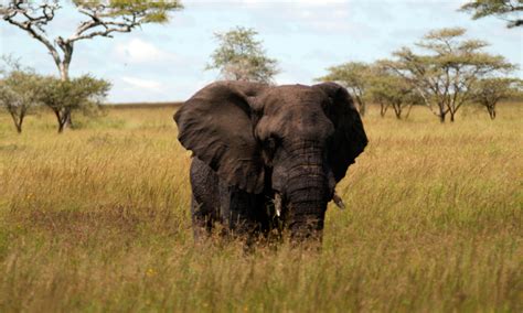Elefante Africano Características Qué Come Dónde Vive