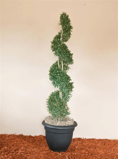 Beautiful cupressus topiary trees pruned in a pompom design. Real Topiary | Zones 7 - 11 | Yaupon Holly | Spiral Topiary