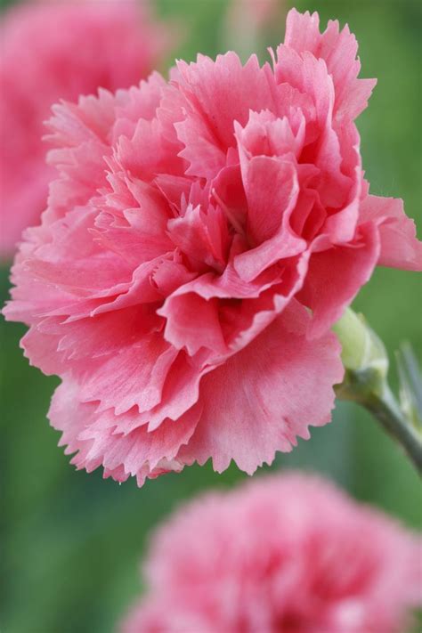Looking for a flower border with roses? Plant These Pretty Pink Flowers for the Most Enchanting ...
