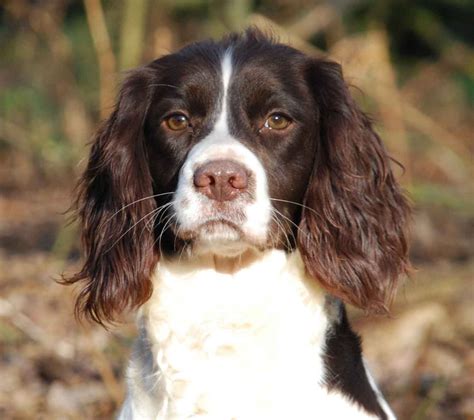 English Springer Spaniel History, Personality, Appearance, Health and