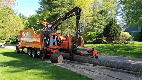 News About Our Company In Stoughton Ma Walnut Tree Service