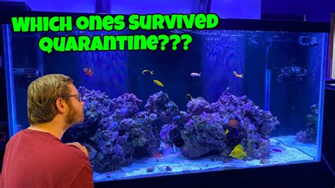 Saltwater Fish Are Done In Quarantine Lets Move Them To The Display