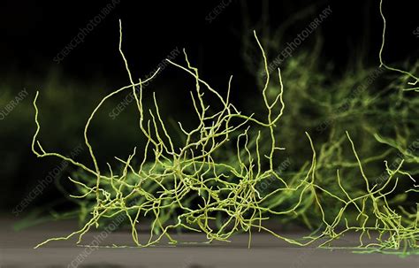 The use of microorganisms in biotechnology is common. Aspergillus niger fungus, SEM - Stock Image - B250/1913 ...