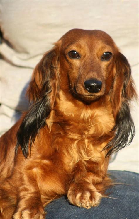 75 Dachshund Long Hair Dog Photo Bleumoonproductions
