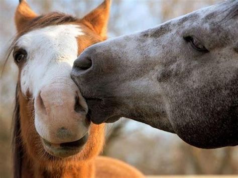 Horse Kiss Animals Kissing Animals Beautiful Horses