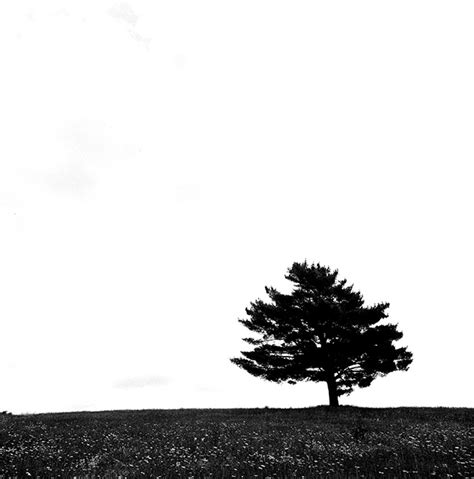 Lone Tree Robert Natkin Photography