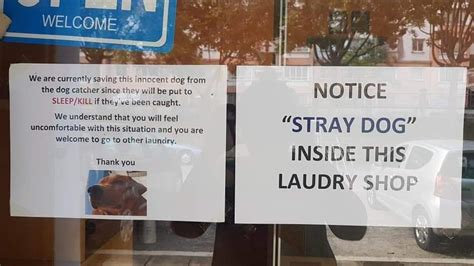 Anyway, how can all those four countries (singapore deserves mention too) have their own malay. Kuala Lumpur laundromat owner houses stray dogs to protect ...