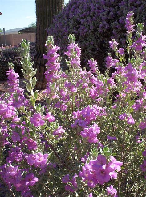 Cimarron texas ranger flowering shrub is ideal for mass plantings, low hedges blue texas ranger. Las Aventuras: Texas Ranger