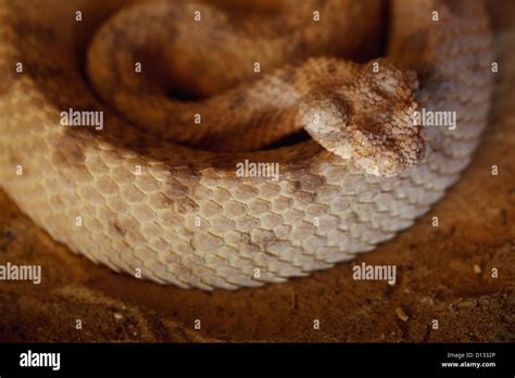High Angle View Of A Viper Snake Israel Stock Photo Alamy