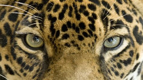 Close Up The Eyes Of A Beautiful Jaguar Or Panthera Onca - Simplemost