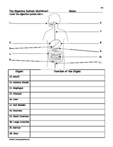 digestion digestive system facts color worksheet quiz sf