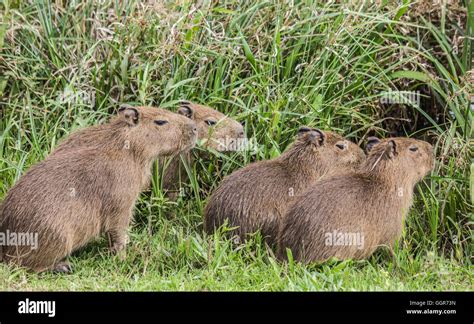 Four Small Capybaras In A Swamp In Argentina Stock Photo Alamy