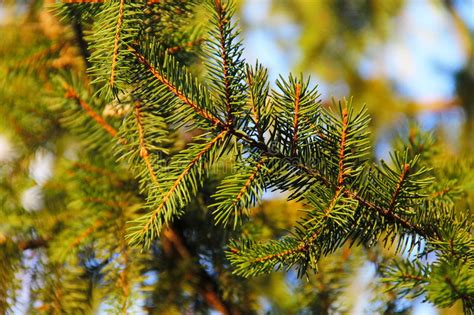 Green Spruce Needles On A Branches Stock Photo Image Of Detail Grow