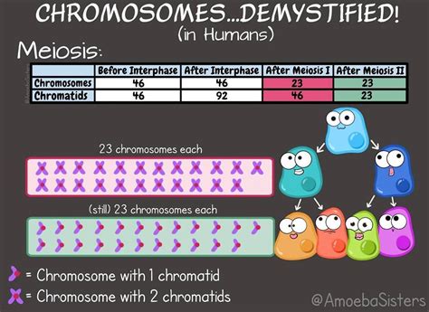 Chromosome Numbers In Meiosisdemystified Cell Division Meiosis