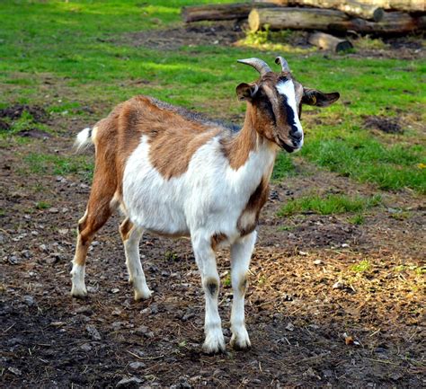 White Brown Goat Standing Ground Billy Goat Goatee Goat Buck