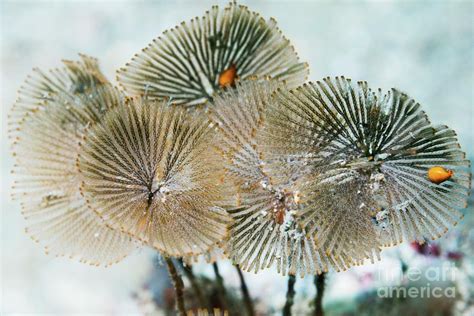 Bryozoan Photograph By Georgette Douwma Science Photo Library Fine Art America