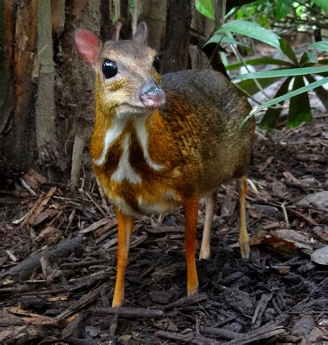 It is not found in the southeast united states. File:Mouse-deer Singapore Zoo 2012.JPG - Wikimedia Commons