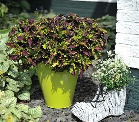 Coleus are tender tropicals that are generally grown as annuals because they are hardy only in zone 11. NGB Year of the Coleus: Main Street Rodeo Drive is a ...