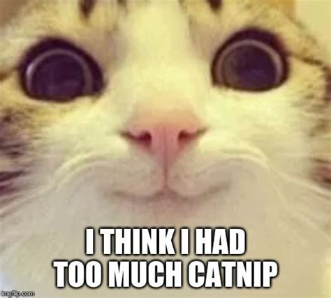 Top Laughing So Hard Cat Memes And Cat Meme Queen Of France Cat Quotes