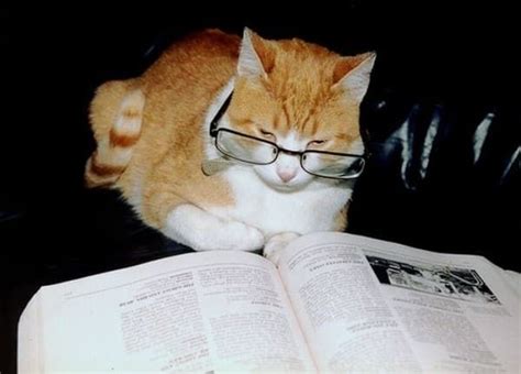 19 Cats Reading Books Cat Reading Funny Cat Pictures Cat People