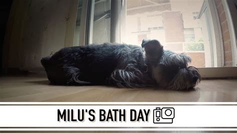 Milus Bath Day Gopro Hero 4 Youtube