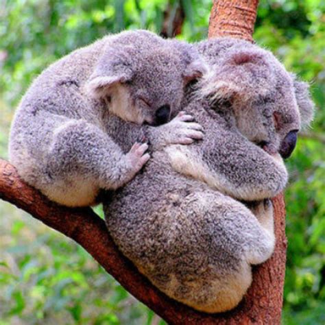 Koalas So Cute And Cuddly Cute Animals Baby Animals Cute Funny Animals