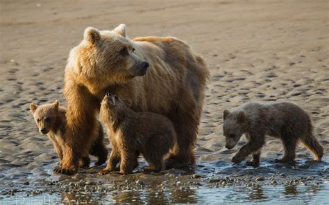 Grizzly Bear And Three Cubs Close Up Photography Hd Wallpaper