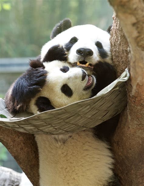 So, c'mon, unforgettable family memories are waiting to be made in san diego. Panda Hugs from San Diego, CA | Bai Yun with her little ...