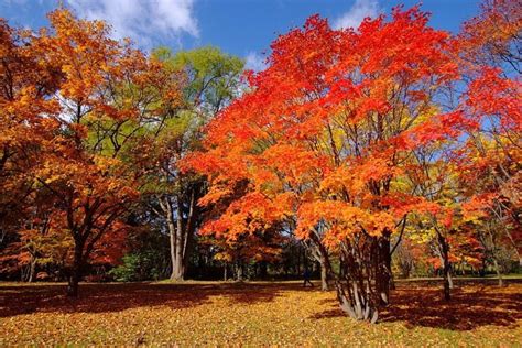 Hokkaido Autumn Itinerary Travel Plan 2024 Kyuhoshi