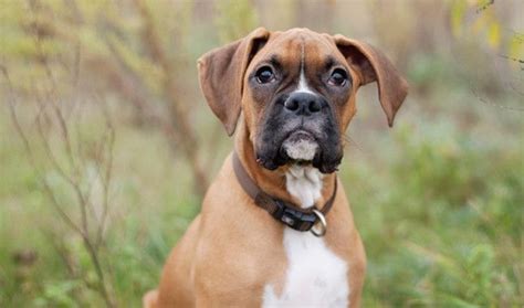 Boxer Dog Breed Information Vetstreet Boxer Dogs Facts Boxer Dogs