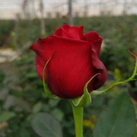 بالصور انواع الورود الحمراء التي تقدم كهدايا بالحب