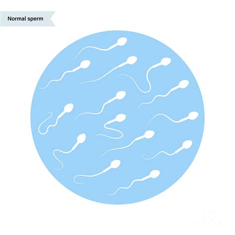 human sperm cells photograph by pikovit science photo library pixels