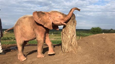 South Africas Albino Elephant Awes The World With Resilience See