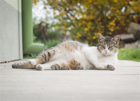 Ohe in cat with pyometra подробнее. Animal Clinic at Thorndale, p.c.Pyometra in Cats