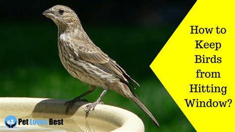 If this behavior is occurring in spring, it is probably associated with territorial behavior at the beginning of the breeding season and once a male has found a mate and has a nest with eggs or young, the behavior should stop. How to Keep Birds from Hitting Window? | Ways to Prevent ...