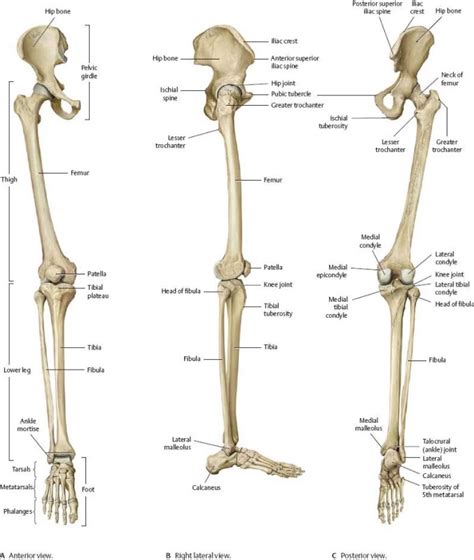 Nerves Supply Of Femur Anatomy Bone Landmarks Rxharun
