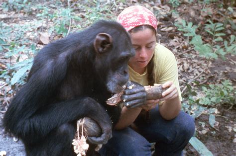 Lucy The Human Chimp The Extraordinary Story Of The Chimpanzee