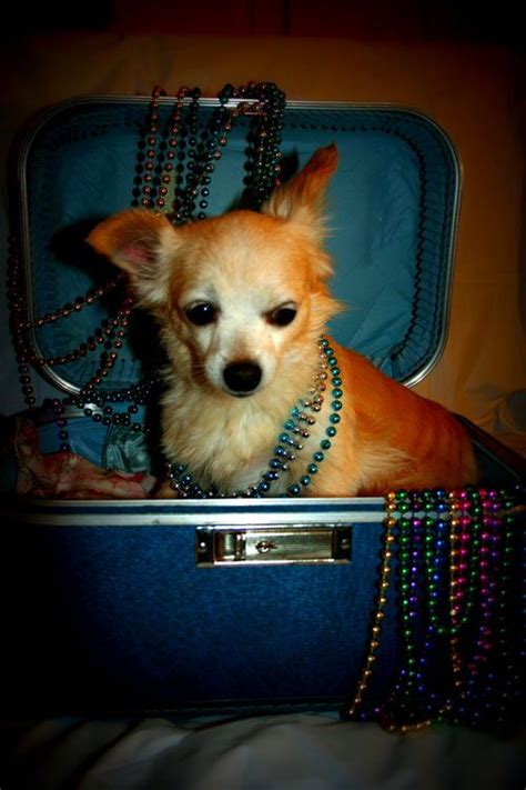 Peaches In Suitcase With Marti Gras Beads Long Haired Chihuahua