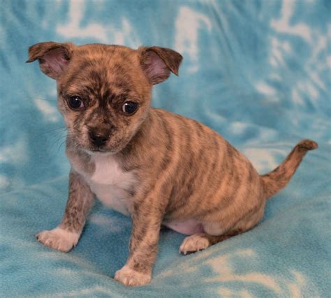 Beautiful super small male messages for more pics and. French Bullhuahua dog for Adoption in Eureka, CA. ADN ...