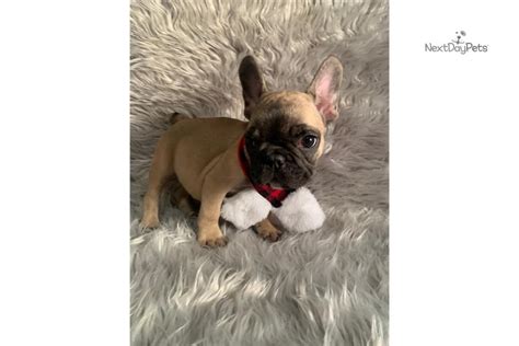 Hanki 11.033 sekunnin french bulldog. Black Mask One: French Bulldog puppy for sale near Boston ...