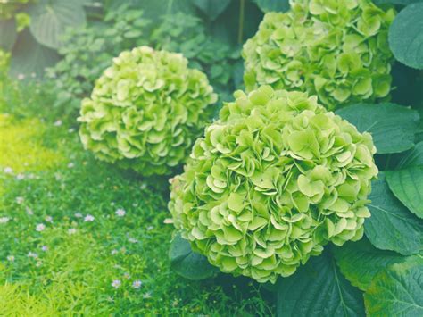 Flowers open green, then mature to white before turning back to green at the end of their life cycle. Green Hydrangea Flowers: Why Do Hydrangea Bloom Green