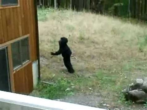 Cheating housewife caught on hidden camera in spare bedroom. 100+ ideas to try about FUNNY SASQUATCH VIDEOS | Upstate ...