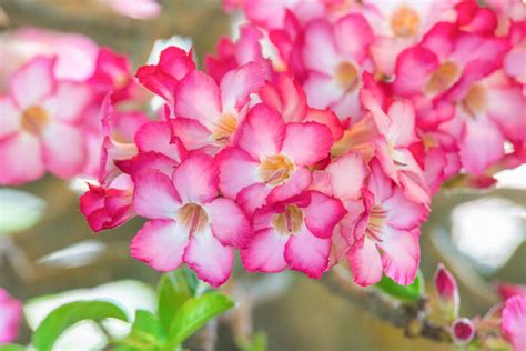Aries / taurus / gemini / cancer / leo / virgo / libra / scorpio / sagittarius / capricorn / aquarius / pisces. May Birth Flower - Flower Meaning