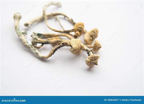 Psilocybin Mushroom Albino A Strain Close Up Magic Shroom Stock Image