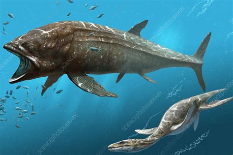 The ark id for leedsichthys is leedsichthys_character_bp_c, this is commonly referred to as a creature id. Leedsichthys prehistoric fish, artwork - Stock Image ...