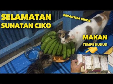 Sambal ini asik banget bisa dibikin apa aja. KUCING LAGI SYUKURAN MAKAN MAKAN LAGI TEMPE KUKUS PAKE TELOR - YouTube