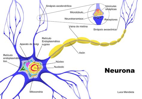 La Neurona Y Sus Partes Neuronas Anatomia Y Fisiologia Humana