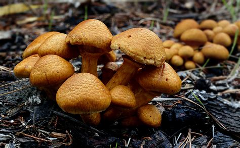 Free Images Nature Autumn Fungus Fungi Mushrooms Lumixfz1000