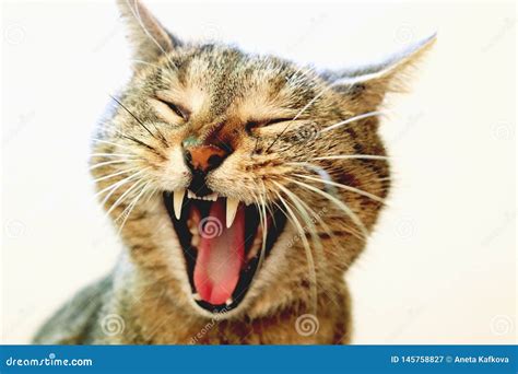 Funny Yawning Cat Stock Image Image Of Noble Beautiful 145758827